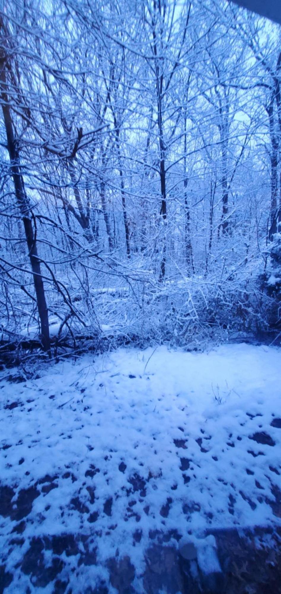 A In The Woods *